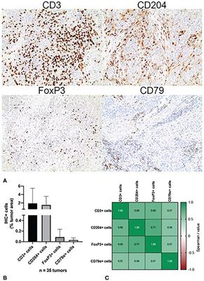 Canine oral squamous cell carcinoma as a spontaneous, translational model for radiation and immunology research
